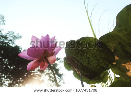 Beautiful pink lotus with green leaves in the pool.