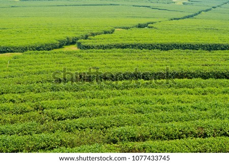 Tea Plantation, Oolong tea farm, green landscape background, green leaf

