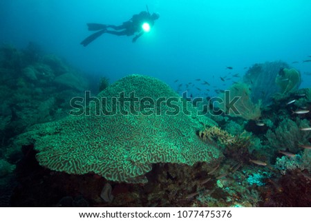  Hard brain coral (Platygyra lamellina). Picture was taken in the Ceram sea, Raja Ampat, West Papua, Indonesia
