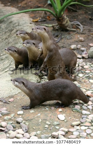 Otters feeding time