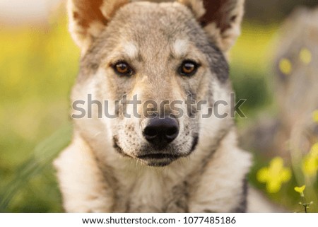 Beautiful young Czechoslovakian wolfdog  pupppy in yellow flowers field at sunset spring day.