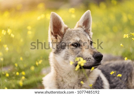 Beautiful young Czechoslovakian wolfdog  pupppy in yellow flowers field at sunset spring day.