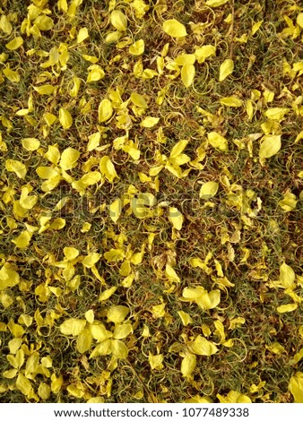 Yellow flowers petals on grasses,Thailand Phrae.