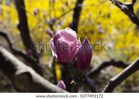 Pink magnolia blossom in spring
