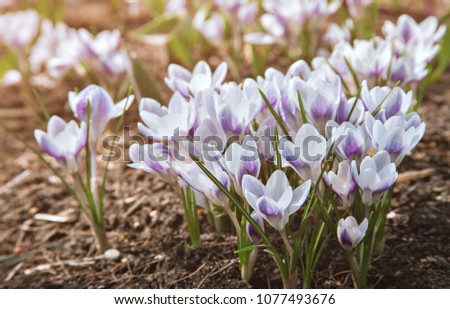 White crocus flowers blooming in the park, sunny day