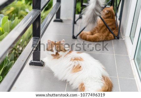 funny curious Persian  chilling on the terrace's home