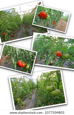 Collage of tomato photos