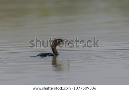 Little Cormorant (Microcarbo niger) Tossing Fish. The little cormorant is a member of the cormorant family of seabirds. They swim underwater to capture their prey, mainly fish.