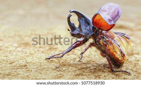 Close-up Rhino Beetle ready for take off
