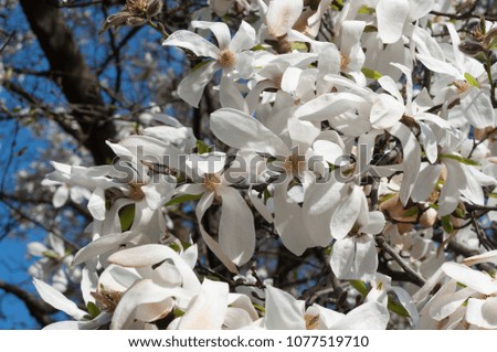 Blooming tree with white magnolia flowers