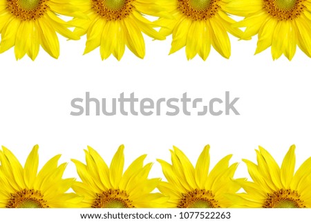 Sunflowers stacked lined isolate on white background. Make with paths and copy space for texts.