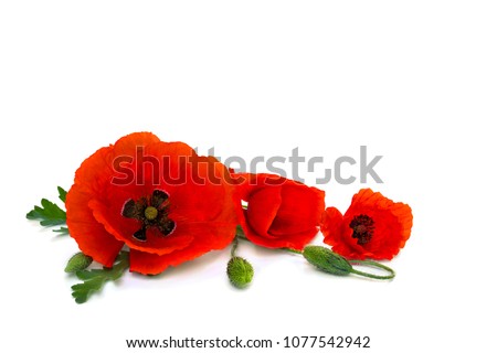 Flowers red poppies and buds (Papaver rhoeas, common names: corn poppy, corn rose, field poppy, red weed) on a white background with space for text.