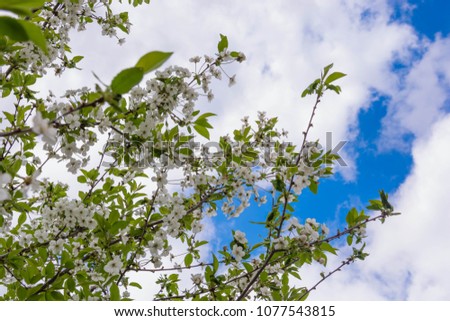 Spring color on trees against nature background