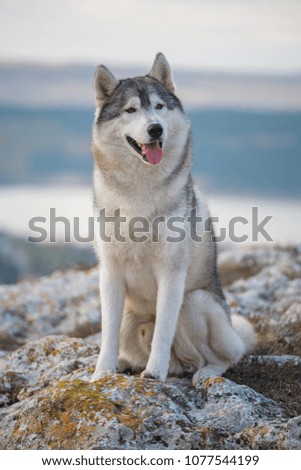 Portrait of a gray Siberian husky who sits on a rock against the backdrop of mountains and clouds and looks into the camera. Dog on a natural background