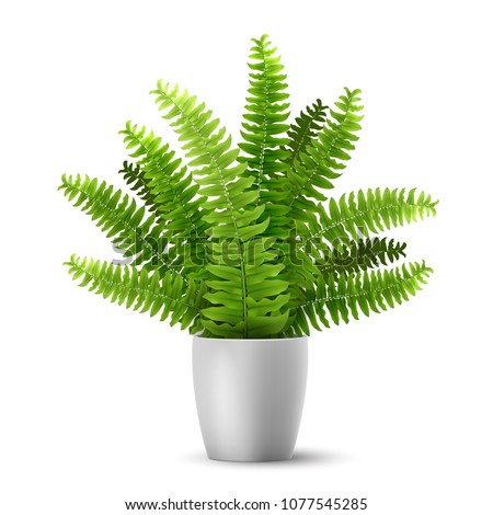 Vector realistic fern in a pot. Ornamental houseplant. Royalty-Free Stock Photo #1077545285