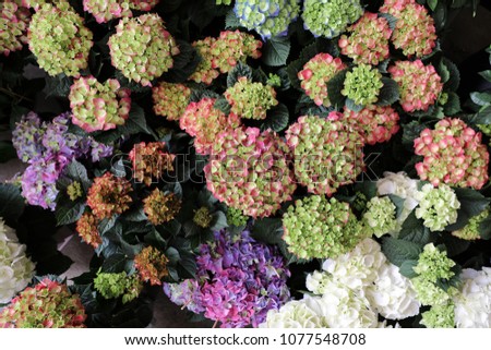 Variety of hydrangea flowers in pink, blue, white, lilac, violet colors in the greek garden shop. Horizontal. Top view.