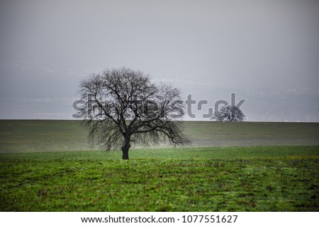 Winter time landscape image of Tree or green field, meadow with tree at winter time. Cloudy sky. Azerbaijan nature