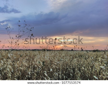 Summer storm on the plain with dry grass. Spain 