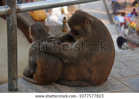 Lousing monkeys at Swayambhunath Stupa, Kathmandu, Nepal