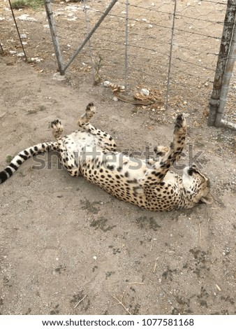 Playful young cheetah