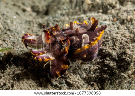Flamboyant Cuttlefish, Metasepia pfefferi