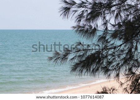 Pine trees on the beach