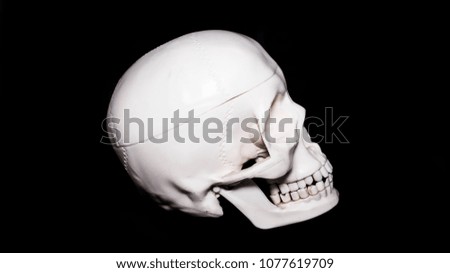 Plastic white clean human skull on black background