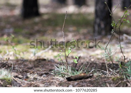 plants in the forest with blurred background
