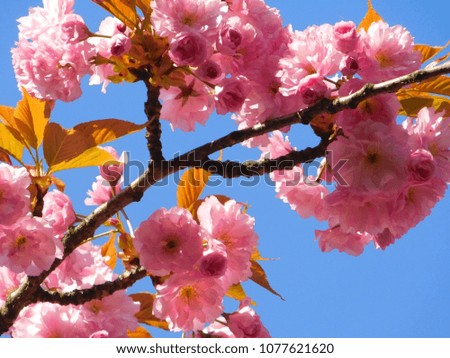 Close-up photo of pink cherry tree