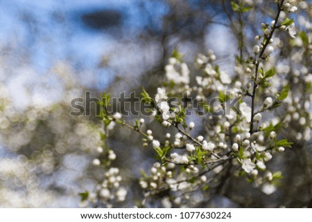 abstract floral background with blur for presentations