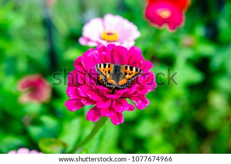 Butterfly hives sitting on a flower of zinnia 