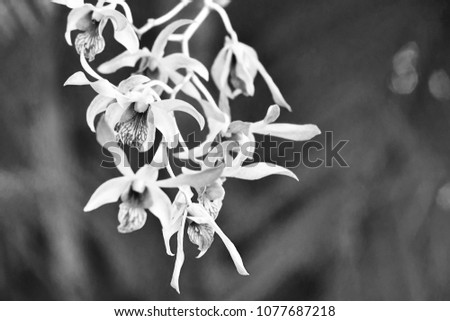 Orchid in the garden, black and white photo.