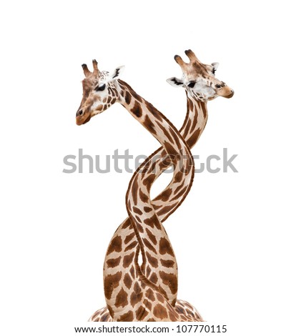 Two bounded giraffes, isolated on white background