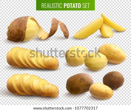 Raw potatoes set on transparent background with whole root crops and sliced pieces  realistic vector illustration  Royalty-Free Stock Photo #1077702317
