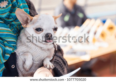 chihuahua dog on its owners hands