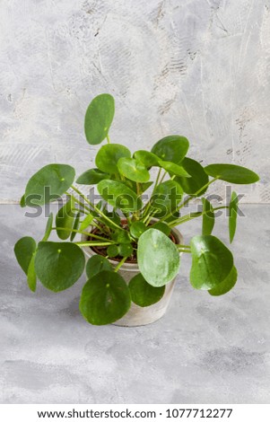 
Pilea peperomioides, money plant in the pot. Isolated. Gray background.