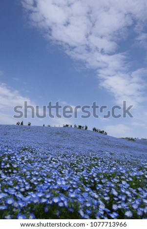 The hill of nemophila flowers.A superb view in Hitachinaka Ibaraki Japan.The middle of April.