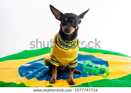 Nina, the brazilian puppy dog.White background.|Pet . Close up .Adopt a dog. Royalty-Free Stock Photo #1077747716
