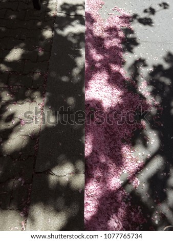 fallen petals. petals on the ground.the path is strewn with fallen flower petals 