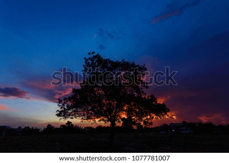 Silhouette tree whit twilight sky  in the morning