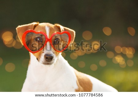 Cute jack russell dog in sunglasses, with hidden eyes, in summer park.