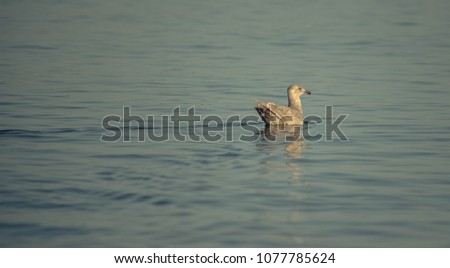 Seagull floating in the blue ocean, light shinning, sunset. Calm, ripples in the water