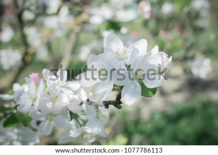 Tree branch with blooming flowers with sun rays against clear blue sky. Spring blossom concept. White and pink buds and blooming flowers. Growth concept. Fruit garden background with copy space.