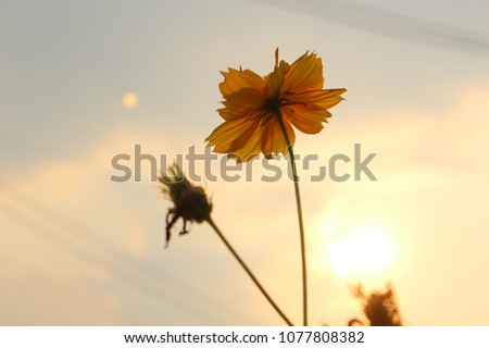 Cosmos flowers are yellow with sky background.