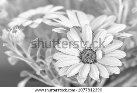 Fine art still life flower monochrome macro portrait of a wide open blooming cape daisy / marguerite blossom with leaves and buds on a natural blurry background