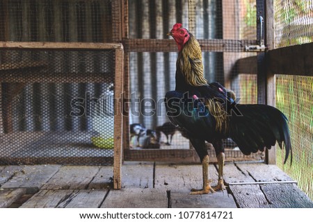 rooster in the chicken coop with soft-focus and over light in the background