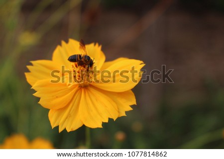 yellow Cosmos flower and a  bees in nature.