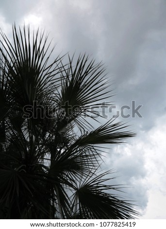 The palm tree with leaves in the silhouette is good for the beautiful background and texture.