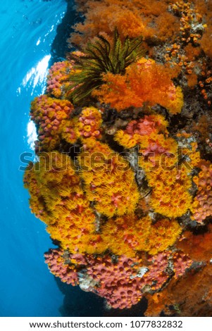 Vibrant corals thrive on a beautiful coral reef in Raja Ampat. This tropical region is known as the heart of the Coral Triangle due to its marine biodiversity.