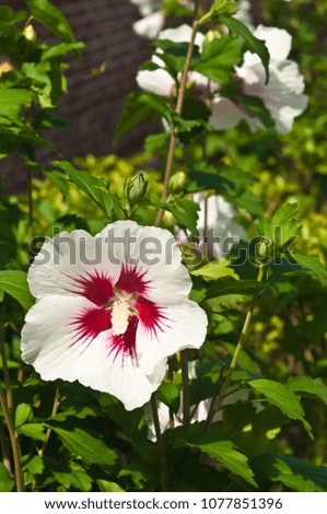 Autumn flower blooming in a tropical garden on a fall, sunny day